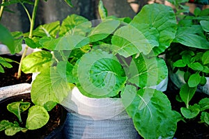 Fresh organic young green lettuce growing in white bag. Small vegetable garden at home.