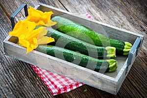 Fresh organic zucchini