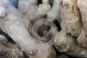 fresh and organically grown ginger rhizomes