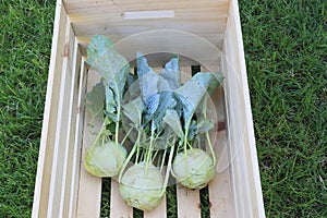 Fresh organice early white Kohlrabi harvest