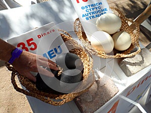 Fresh Ostrich and Emu Eggs For Sale