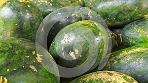 Fresh oval watermelon fruit sold in groceries