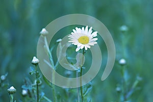 Fresh Oxeye daisy background