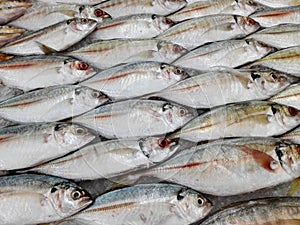 Fresh Oxeye Scad fishes