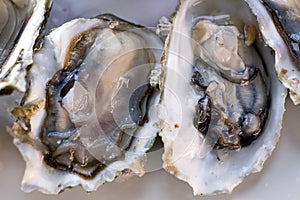 Fresh oyster photo