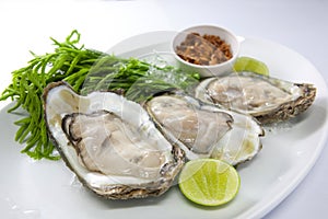 Fresh Oyster