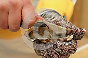 Fresh oyster held open with a oyster knife