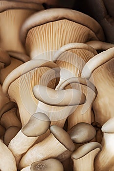 Fresh Oyster or hiratake mushrooms closeup, cultivated edible mushrooms