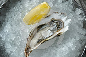 Fresh oyster on ice with lemon, fresh and beautiful.