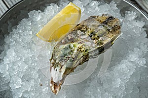 Fresh oyster on ice with lemon, fresh and beautiful.