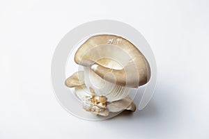 Fresh oyster mushroom clusters laid out on a white background