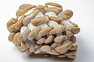 Fresh oyster mushroom clusters laid out on a white background