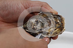 Fresh oyster shucking with bare hands, live shellfish