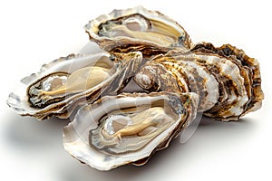 Fresh Oysters on a Bright Background - Seafood, Shellfish, Delicacy, Ocean, Gourmet