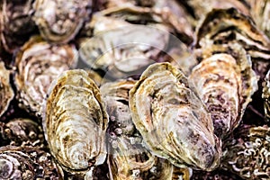 Fresh oysters in bulk at the fish shop for holidays