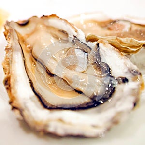 Fresh oysters close-up on a dish, served with oysters, lemon and ice. Healthy seafood. Oyster dinner with champagne in a