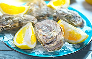 Fresh Oysters closeup on blue plate, served table with oysters, lemon and ice. Healthy sea food. Oyster dinner in restaurant