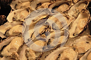 Fresh Oysters on ice