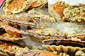 Fresh Oysters on ice at a local market in venedig