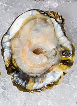 Fresh oysters on ice in the market