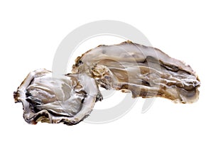 Fresh Oysters Isolated