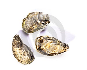 Fresh oysters isolated on white background photo