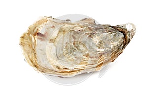 Fresh oysters isolated on a white background