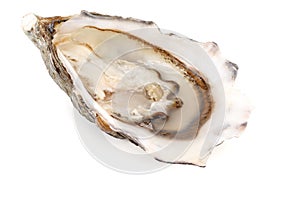 Fresh oysters isolated on a white background