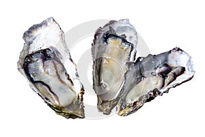 3 fresh oysters isolated white background.