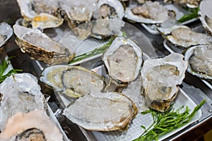 Fresh oysters