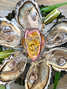 Fresh Oysters Plate 1