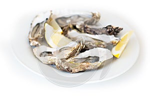 Fresh oysters. Raw fresh oysters on white round plate, image isolated, with soft focus. Restaurant delicacy.