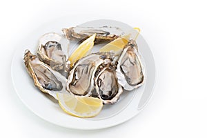 Fresh oysters. Raw fresh oysters on white round plate, image isolated, with soft focus. Restaurant delicacy.