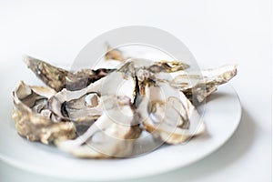Fresh oysters. Raw fresh oysters are on white round plate, image isolated, with soft focus. Restaurant delicacy.