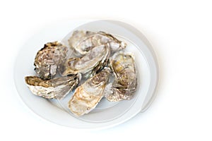 Fresh oysters. Raw fresh oysters on white round plate, image isolated, with soft focus. Restaurant delicacy.