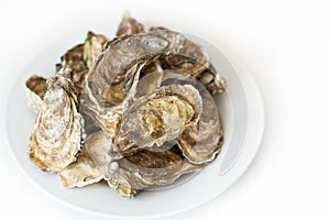 Fresh oysters. Raw fresh oysters on white round plate, image isolated, with soft focus. Restaurant delicacy.