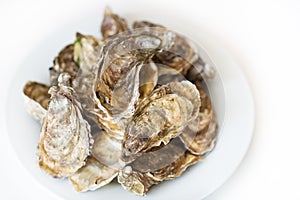Fresh oysters. Raw fresh oysters on white round plate, image isolated, with soft focus. Restaurant delicacy