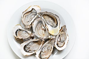 Fresh oysters. Raw fresh oysters are on white round plate, image isolated, with soft focus. Restaurant delicacy. Fresh raw oysters