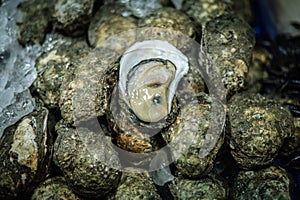 Fresh oysters for sale in the fresh seafood market, Lan Po Naklua Market - Pattaya