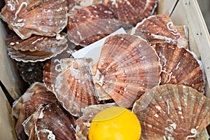 Fresh oysters on seafood counter