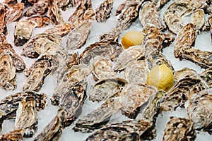 Fresh oysters seafood on a ice stall in fishmarket