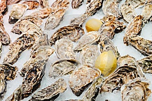 Fresh oysters seafood on a ice stall in fishmarket