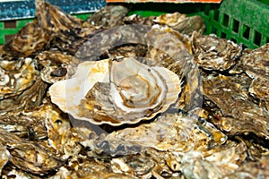 Fresh oysters straight from the sea to market in France.