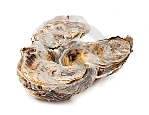 Fresh oysters on white background