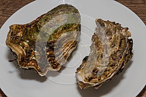 Fresh oysters on a white plate