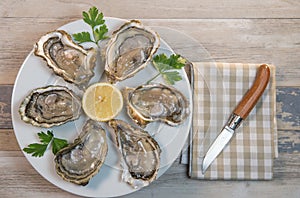 Fresh oysters white plate and lemon on wooden desk