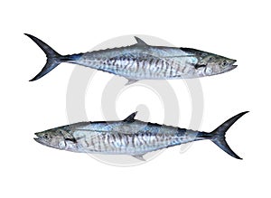 Fresh Pacific king mackerels or Scomberomorus fish isolated on white