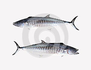 Fresh Pacific king mackerels or Scomberomorus fish isolated on white