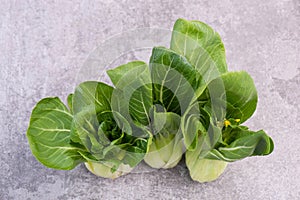 A fresh pak choi vegetable on a grey structured background