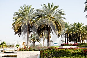 Fresh palm dates fruits and trees in emirates